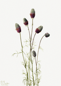 Purple Prairieclover Petalostemon purpureum 1927