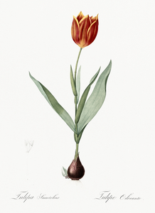 Tulip illustration 
