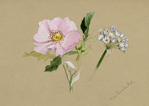 Flower Study 1876–1878