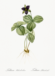 Trillium rhomboideum illustration 
