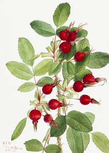 Bourgeau Rose Rosa bourgeauiana 1920