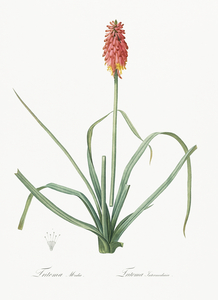 Redhot poker illustration 