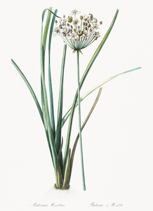 Flowering rush Butomus umbrellatus illustration 