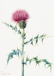 Thistle Cirsium arizonica 1938