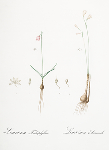 Leucoium trichophyllum illustration 