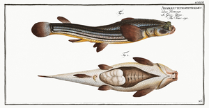 Four-eye Anableps tetrophthalmus