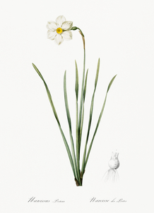 Narcissus poeticus illustration 