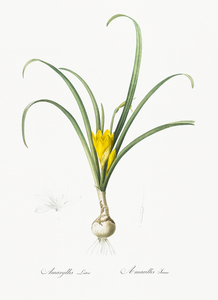 Narcissus poeticus illustration 