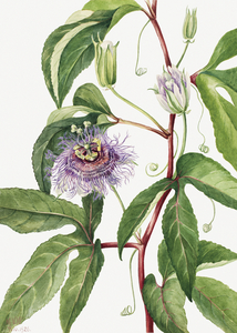 Maypop Passiflora incarnata 1926
