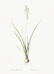 Hyacinthus viridis illustration 