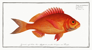 Goggle-eye Sparus macrophthalmus