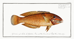 Green-fin Labrus chloropterus