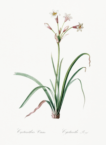 Crytanthus vittatus illustration 