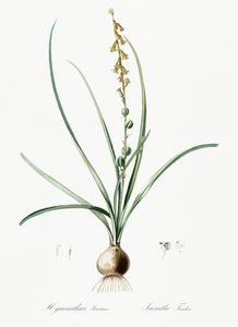 Hyacinthus serotinus illustration 