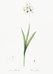 Ixia maculata illustration 