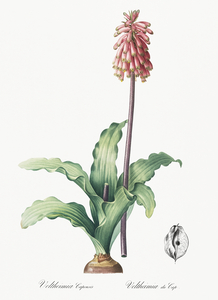 Veltheimia capensis illustration 