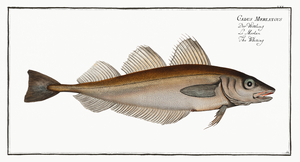 Whiting Gadus Merlangus