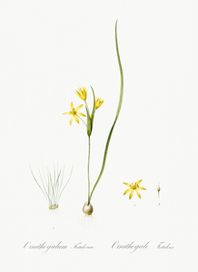 Wonder flower illustration 