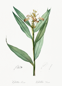 Globba erecta illustration 