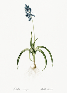 Common Bluebell illustration 