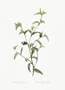 Commelina africana illustration 