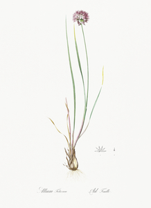 Allium foliosum illustration 