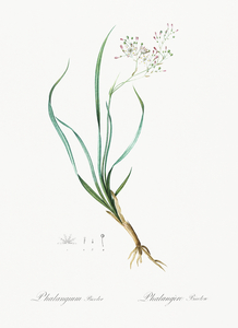 Phalangium bicolor illustration 