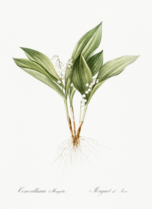 Lily of the valley illustration 