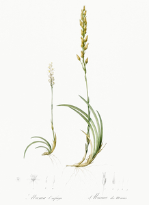 Abama ossifraga illustration 