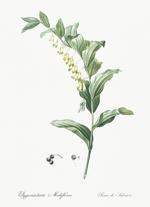 Solomon seal illustration 