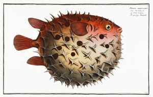 Prickly Bottlefish Diodon orbicularis