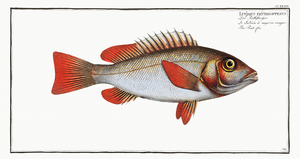 Red-fin Lutjanus erythropterus
