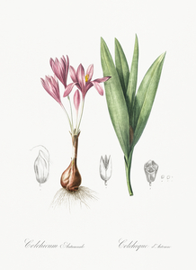 Autumn crocus illustration 