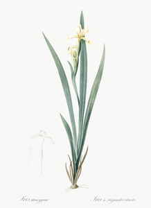 Yellow banded iris illustration 