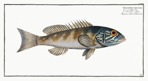 Green coloured Holocentre Holocentrus verescens