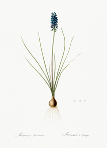 Autumn onion illustration 
