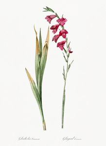 Eastern gladiolus illustration 