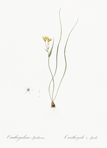 Ornithogalum spathaceum illustration 