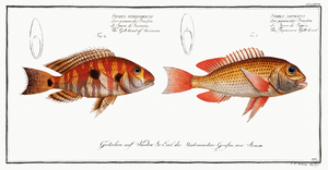 1. Japanese Gilt-head Sparus Japonicus 2. Gilt-head of Surinam Sparus Surinamensis