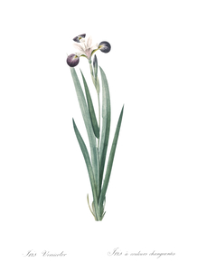 Harlequin blueflag illustration 