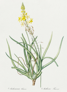 Stalked bulbine illustration 