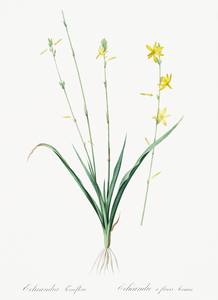 Torrey craglily illustration 