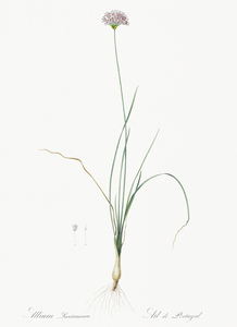 Mountain garlic illustration 