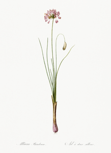 Autumn onion illustration 