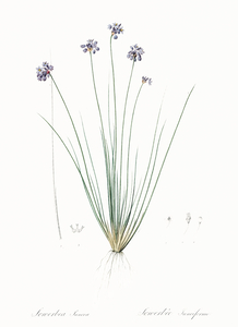 Vanilla lily illustration 