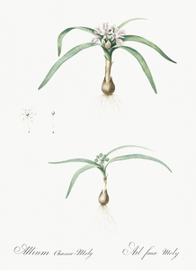 Dwarf garlic illustration 