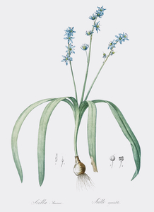 Star squill illustration 