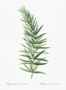 Whorled Solomon seal illustration 