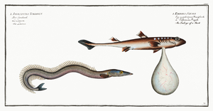 1. Embryo of a Shark Embrio Squali Launce Ammodytes Tobianus