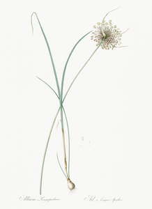 Pale garlic illustration 